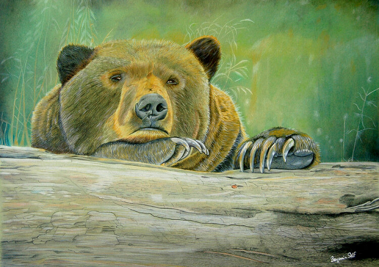 Brown Bear Benjamin Self