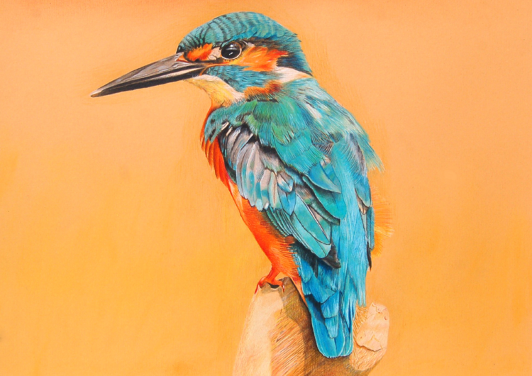 Kingfisher Benjamin Self