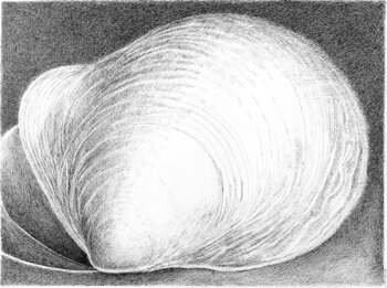 Weiße Muschel Angelika Maertterer