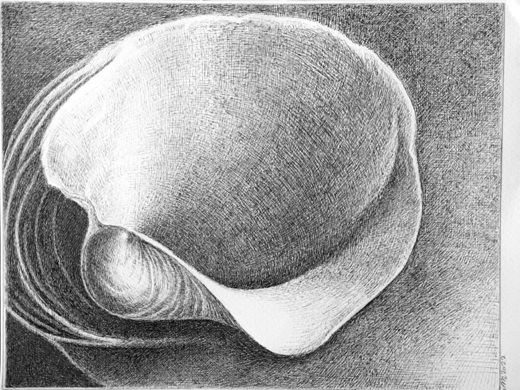 Weiße Muschel Angelika Maertterer