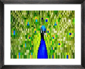 Peacock Fabrice BECK