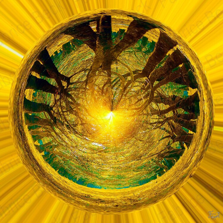 Forest in the sun Fabrice BECK