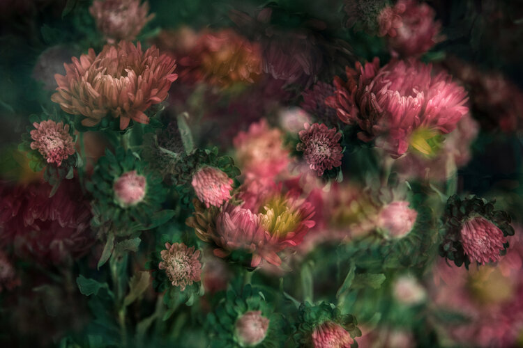Flower Stephanie Jung