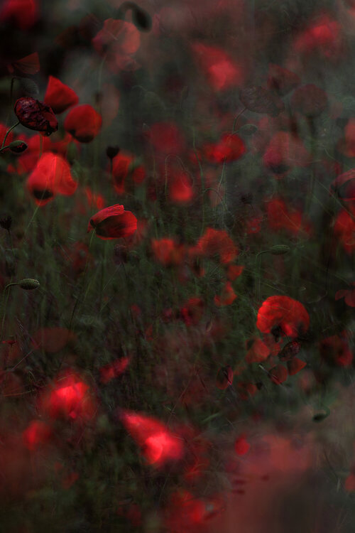 Mohn II Stephanie Jung