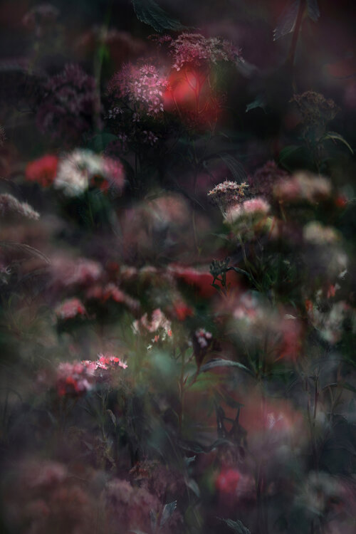 Spirea Stephanie Jung