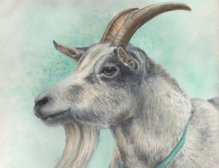 Goat Mervi Korhonen