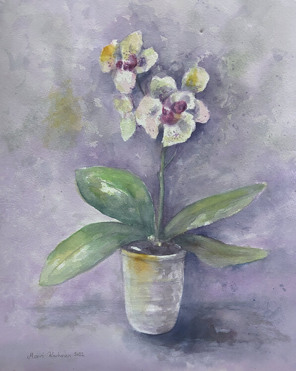 White Orchid Mervi Korhonen