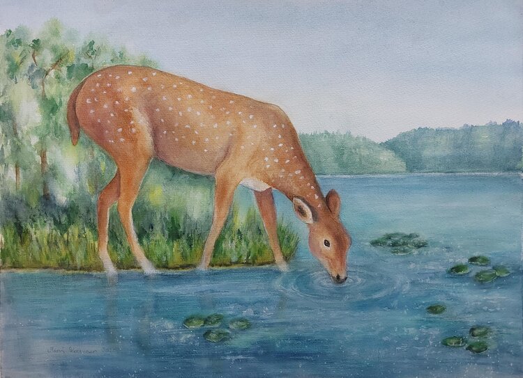 Thirsty deer Mervi Korhonen