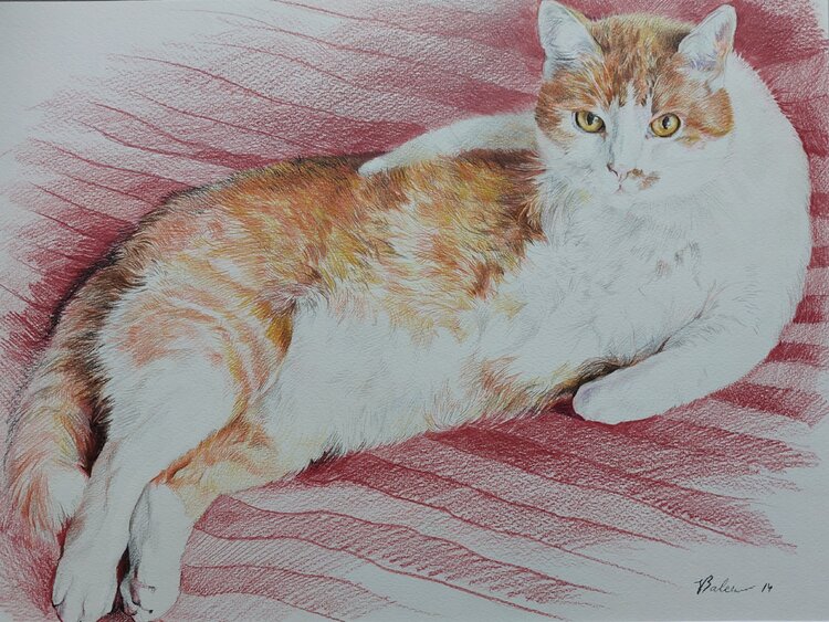 Der Kater Katharina Valeeva