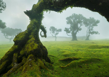 Trees of Fanal Peter Cech