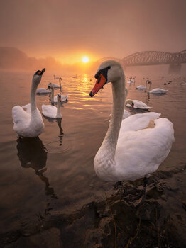 Guardians of the river II  60x90 cm Peter Cech