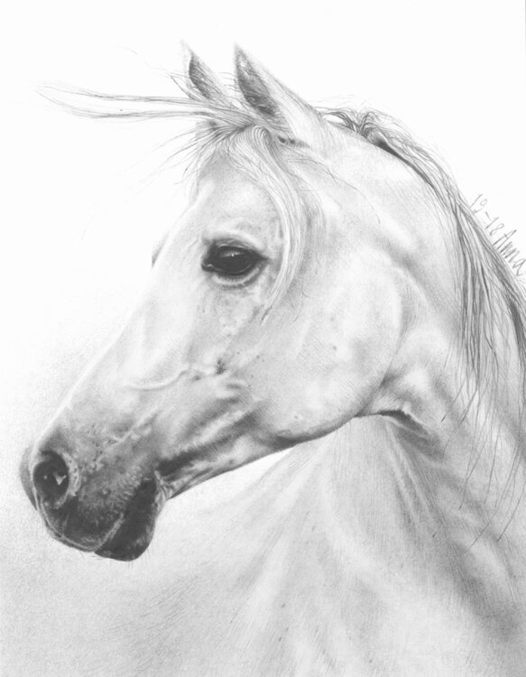 Cavallo bianco. Anna Colombo