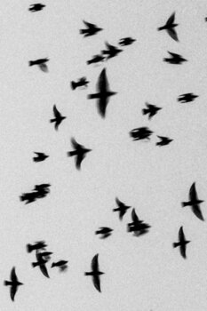 page.alt