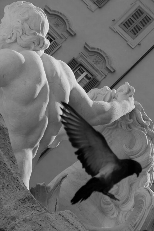 wing and back Gilliard Bressan