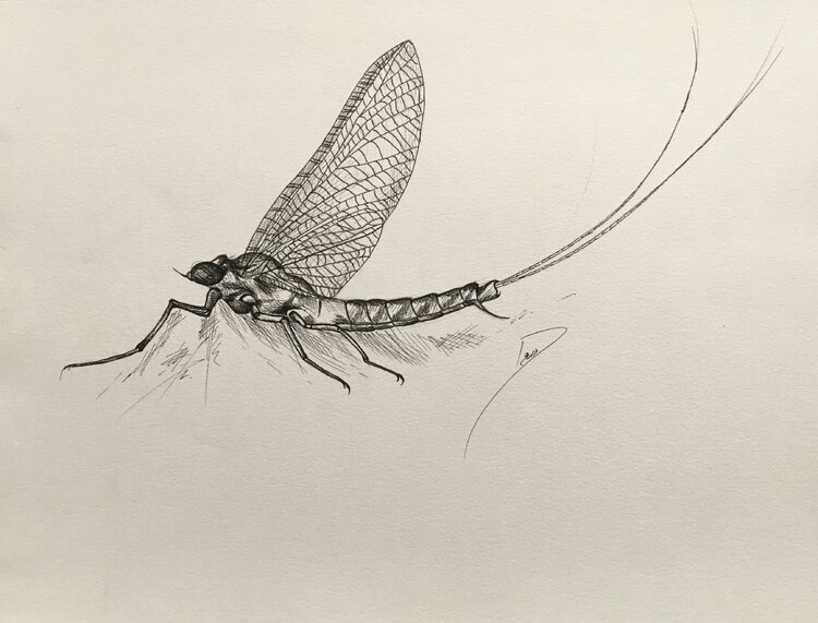 Insect Desiree Souviney