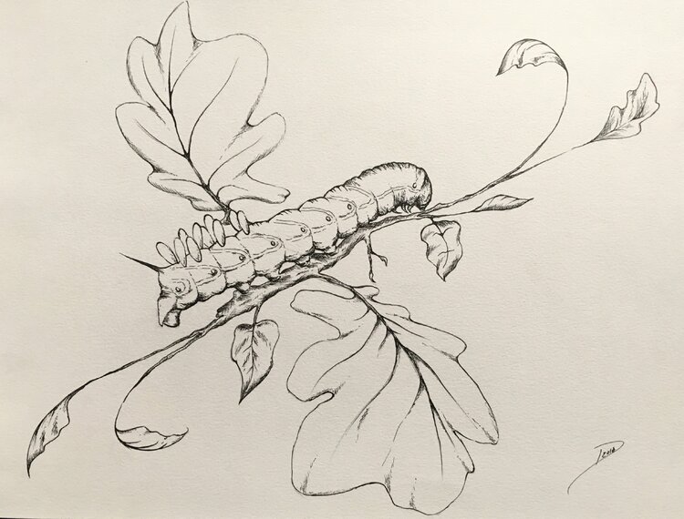 Insect 2 Desiree Souviney