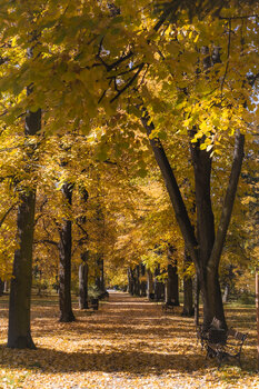 Autumn alley Christos Aggelidis