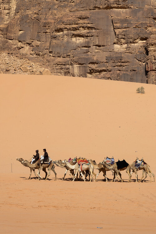 Camels from wadirum desert Christos Aggelidis