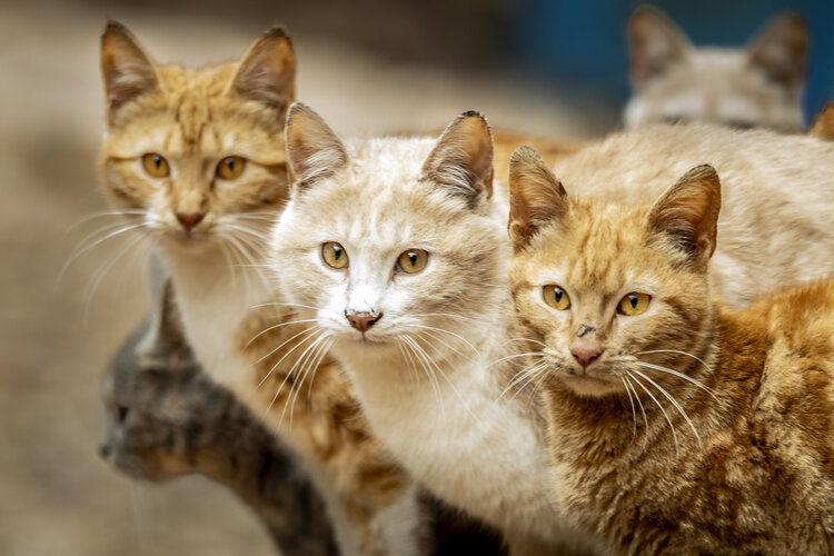 Cats curiosity Christos Aggelidis