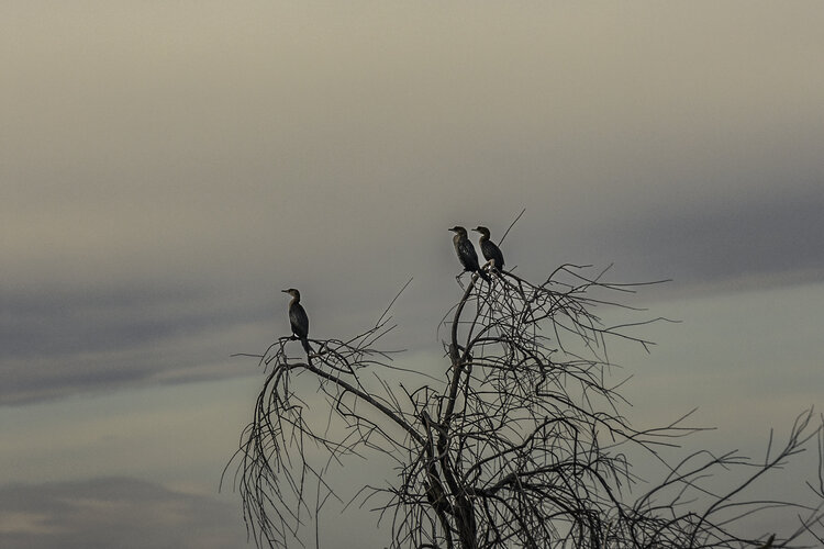 Birds on a tree Christos Aggelidis