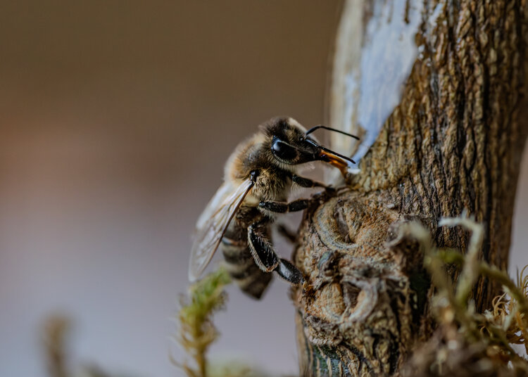 Bee and honey Christos Aggelidis
