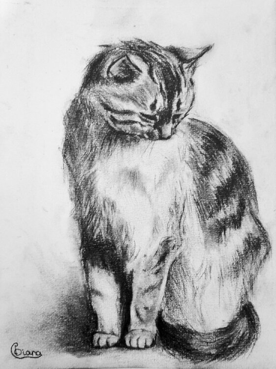 Kitten Diana Captari