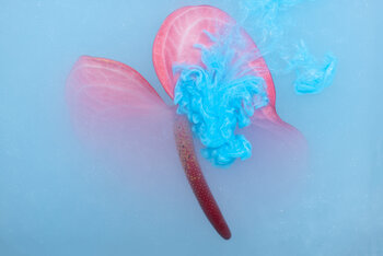 Ephemeral Flowers #22 Sara Gentilini