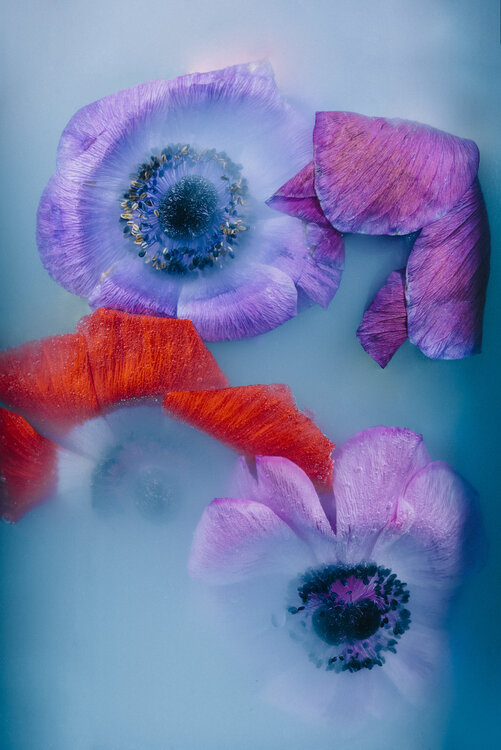 Ephemeral Flowers #1 Sara Gentilini