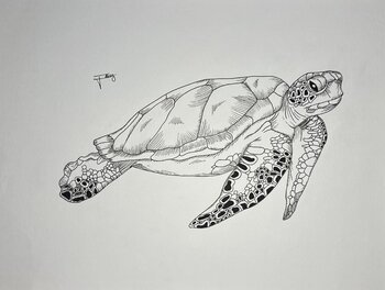 La Tortue voyageuse flavy caetano