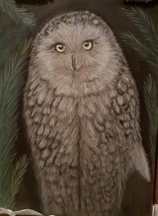 Eule bei Nacht A.G. Kunz