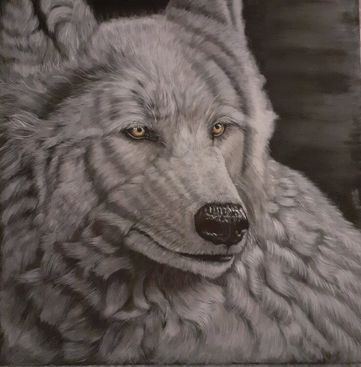Grauer Wolf A.G. Kunz