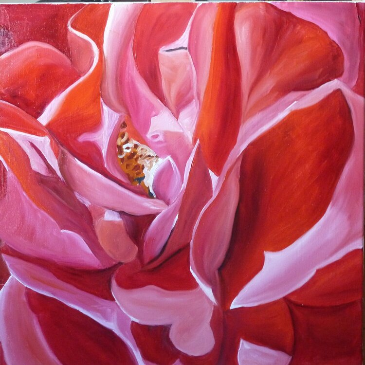 Rose rouge B Jacqueline Gothie-Boraud