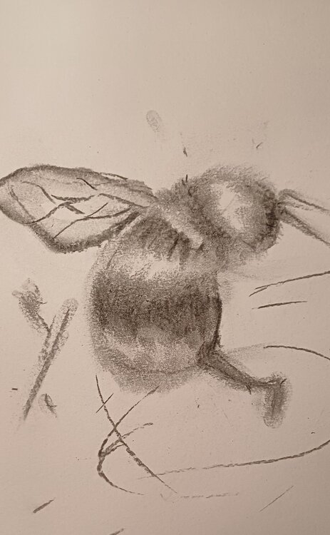 Death of a Bee Anna Gorbacheva