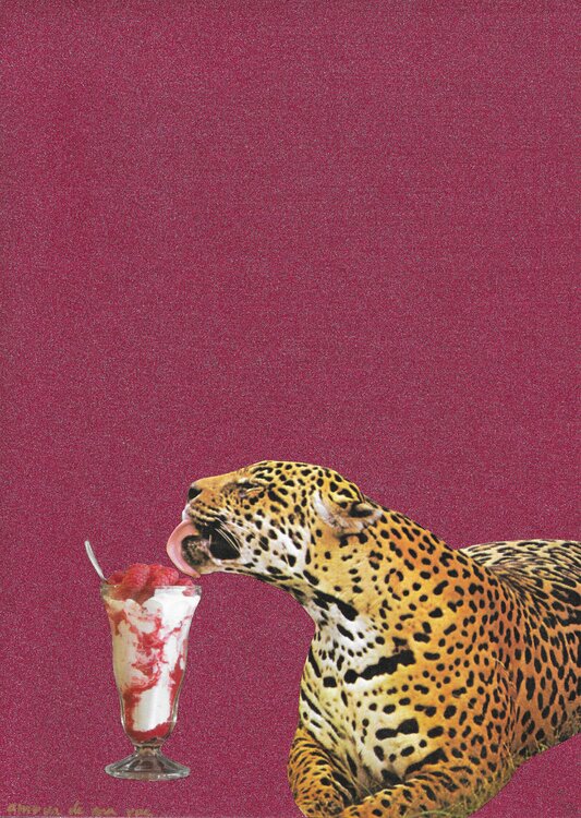 Guépard en vacances Amour de ma vue