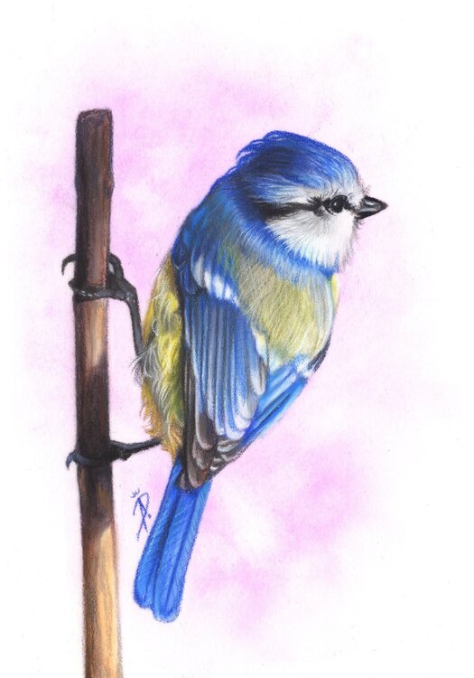 Blaumeise in Pastell 10x15 Ida Llolluni
