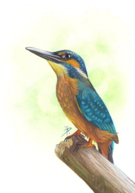 Eisvogel in Pastell 10x15 Ida Llolluni