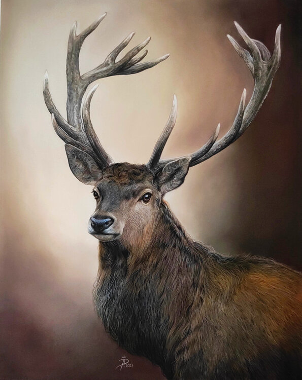 Majestätischer Hirsch 50x40 Ida Llolluni