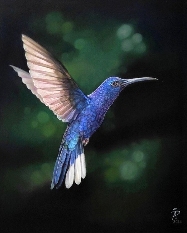 Wunderschöner Kolibri 30x24 Ida Llolluni