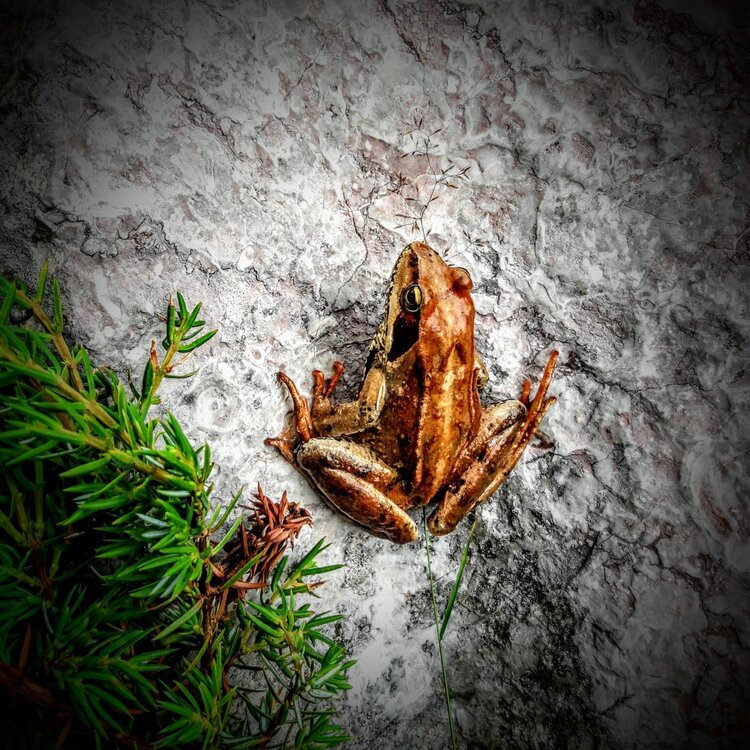 Der Froschkönig Andreas Peter Spivey