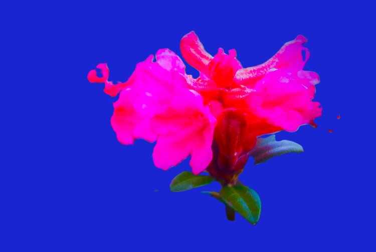 Alpenrose Andreas Peter Spivey