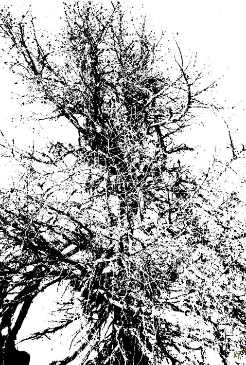 Der Hexenbaum Andreas Peter Spivey