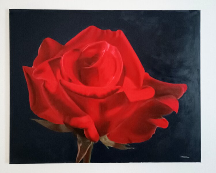 rosa su fondo scuro luciano torre