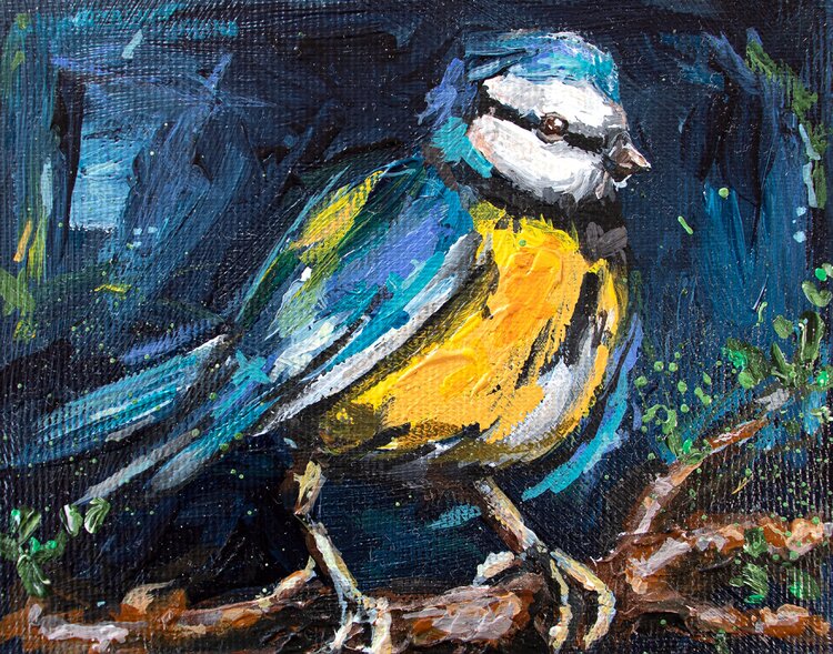 Blue tit bird Jana Voscort