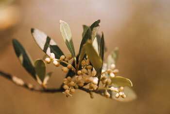 Blühender Olivenzweig Susanne Wissnet