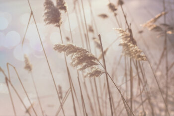 Schilf im Winter Susanne Wissnet