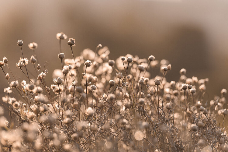 Wildblumen Susanne Wissnet