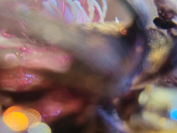 "Sweet Velvet" Eric Deper