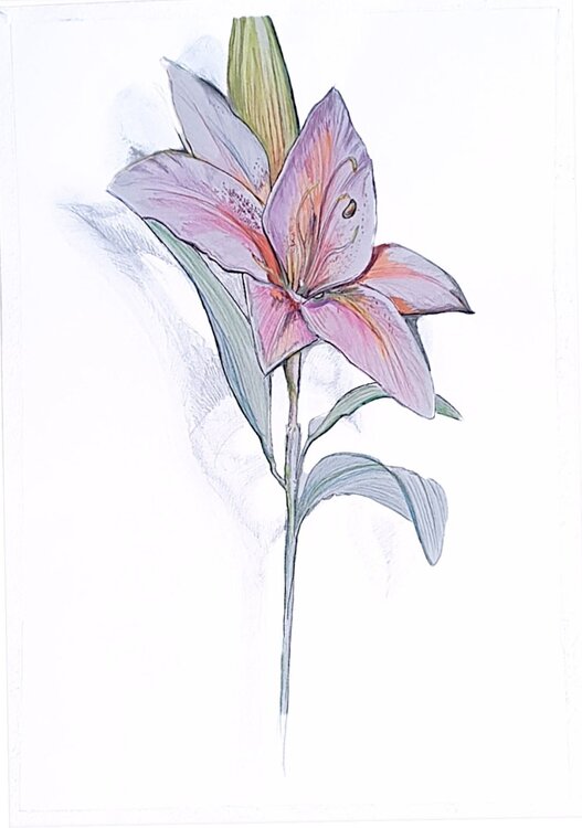 Lilie N* 3 / zum Muttertag Emilia Irnleitner