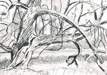 Tree study Miika Nyyssönen