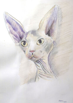 Image of an exotic cat Jose Antonio Higuero